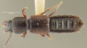 Media type: image;   Entomology 24072 Aspect: habitus dorsal view